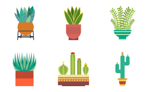 Cactus Collection Cactus Collection