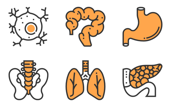Human organs Human organs