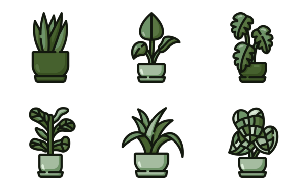 indoor plants