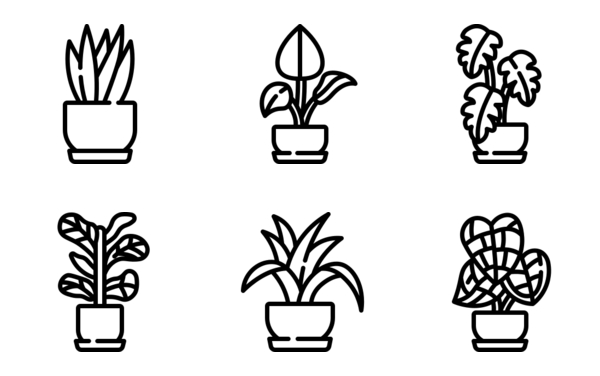 indoor plants