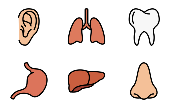 human organs filled outline