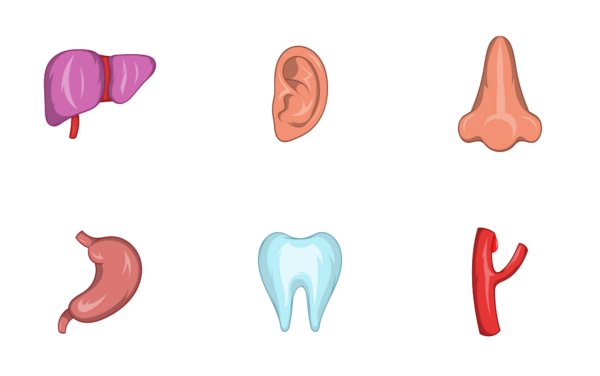 internal organs icon set