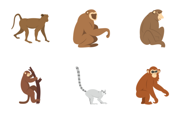 monkey types