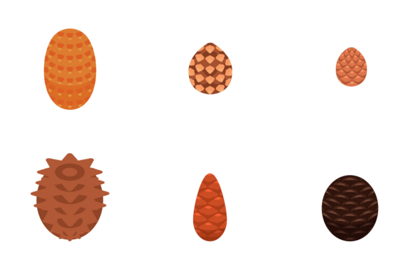 pine cone