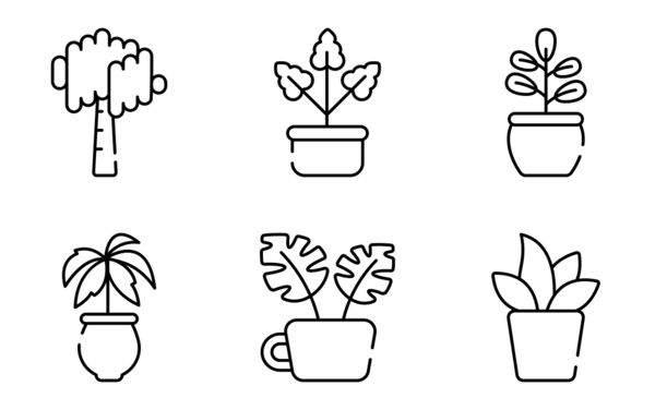 house plant house plant