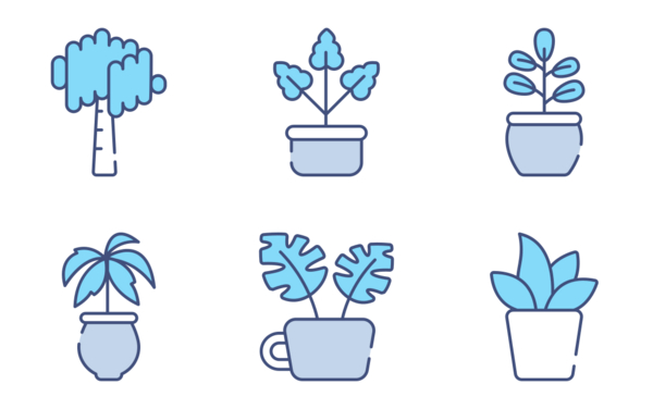 house plant