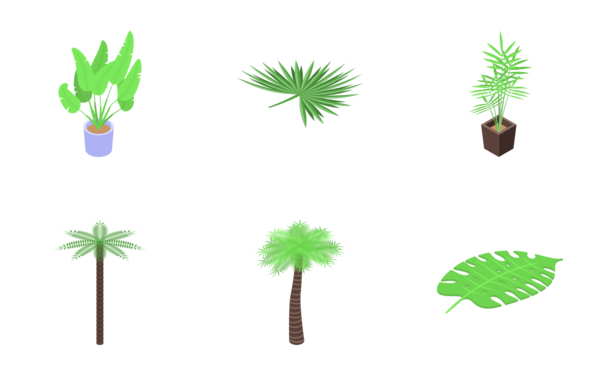 palm tree