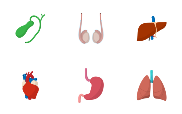 internal organs  cartoon