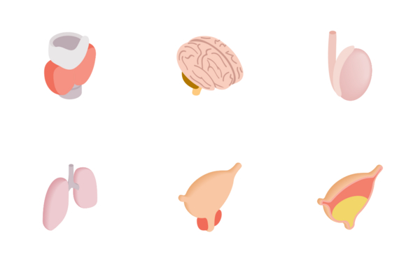 internal organs  isometric