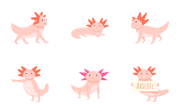 axolotl