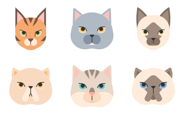 cat breed flat wild wild pussy cat cat breed flat wild wild pussy cat
