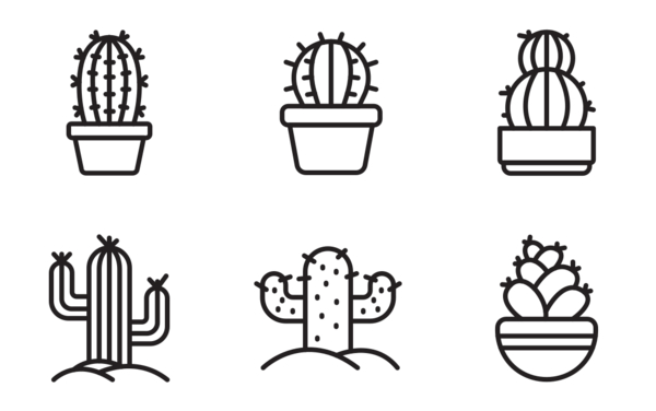 Cactus and succulent