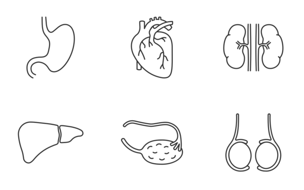 Internal organs linear outline Internal organs linear outline
