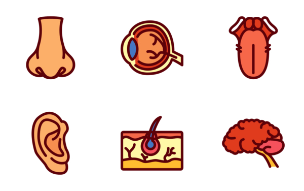 human organs human organs