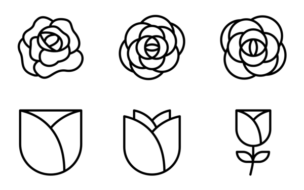 rose rose