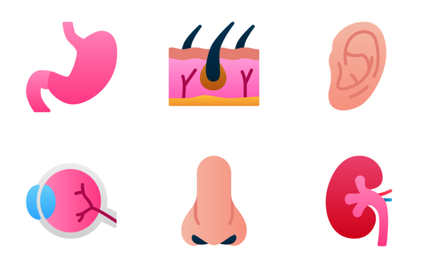 human organ flat gradient