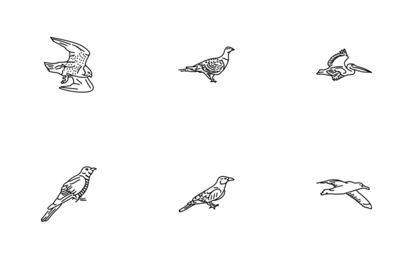 birds birds