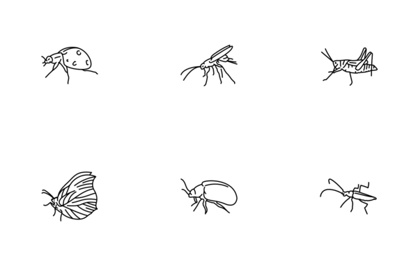 insects