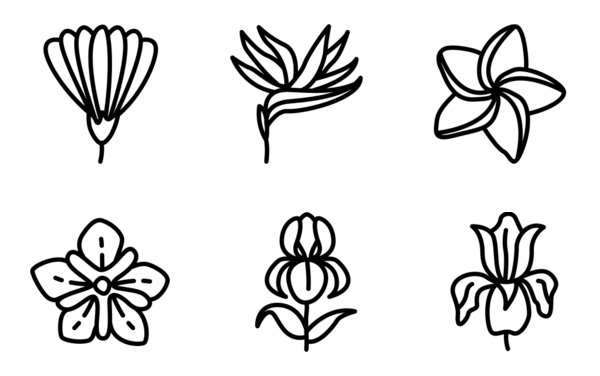 flowers flowers