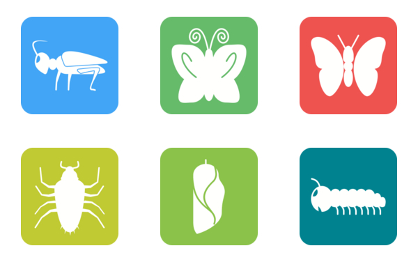 Animals  insects ii flat colorful round corner