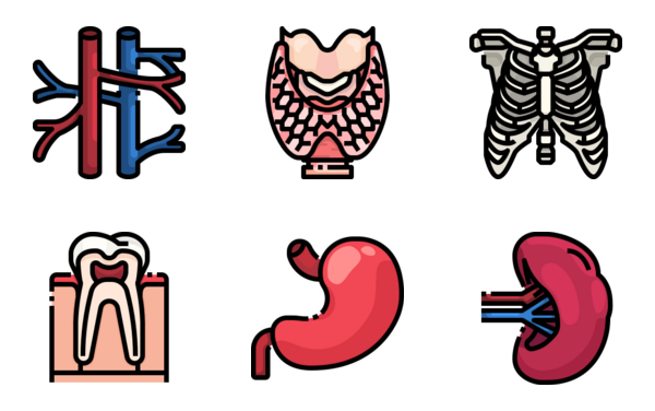 human body organ human body organ