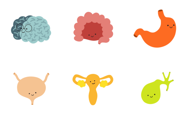 human internal organs set human internal organs set