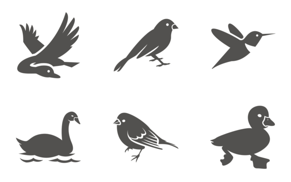 Birds Birds