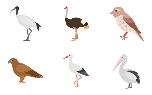 Birds color Birds color