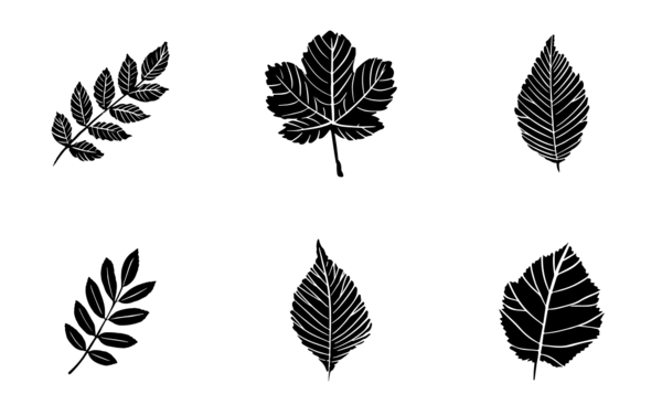 tree leaves