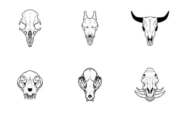 animal skulls