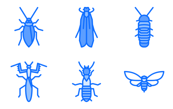 Insect Insect