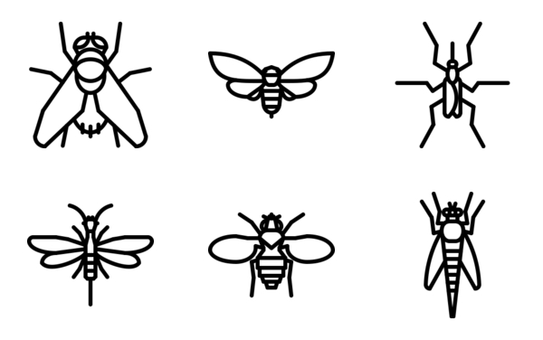 Insect Insect