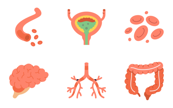 human organs