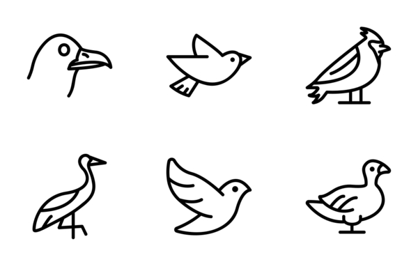 birds