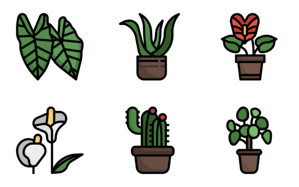 house plant house plant