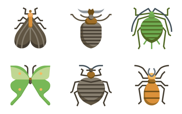 Insect