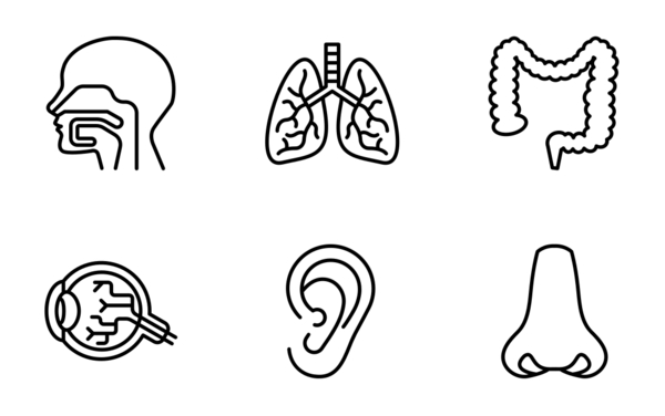 human organ