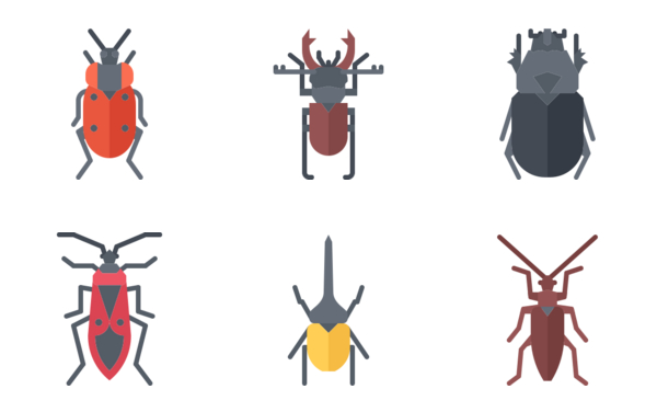 beetles