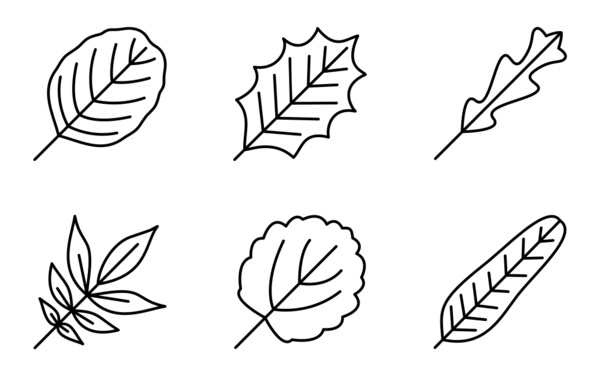 Leaf