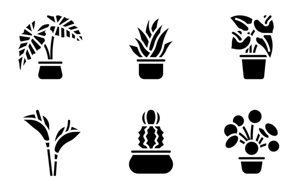 house plant house plant