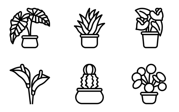 house plant house plant