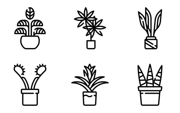 indoor plants indoor plants