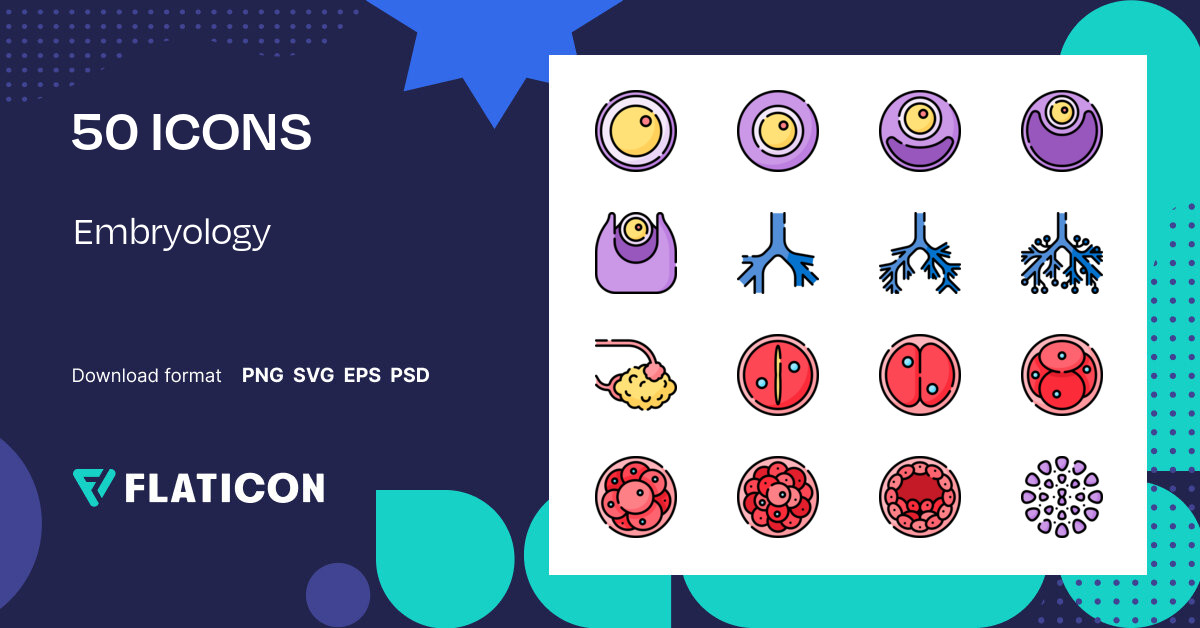 Embryology Icon Pack Lineal color 50 SVG Icons