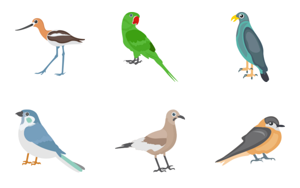 birds