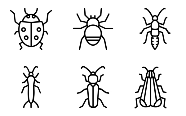 insects